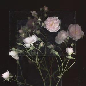 天天操天天日天天干
